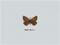 藏品(小灰蝶科)的圖片